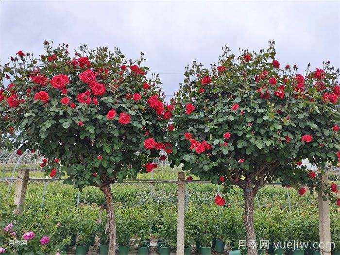 南京市花是什么？南京适合种月季吗？(图2)