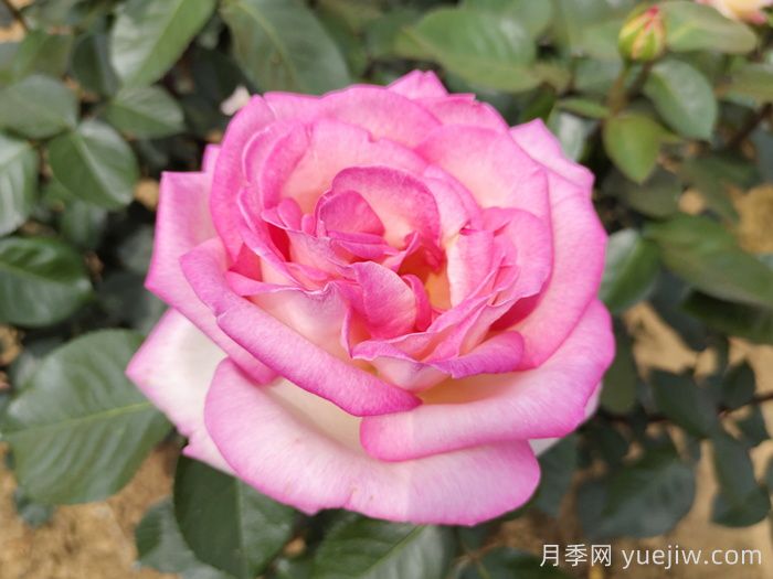 蔷薇、月季、玫瑰傻傻分不清楚？节日收到的是真玫瑰花吗？(图2)