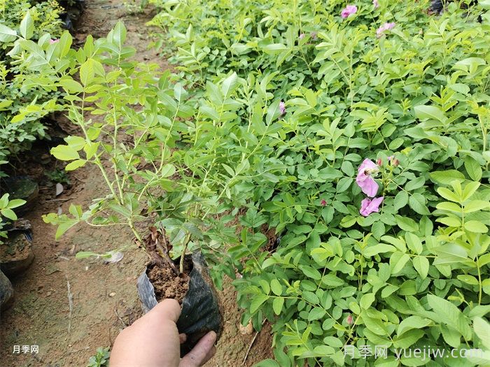 蔷薇、月季、玫瑰傻傻分不清楚？节日收到的是真玫瑰花吗？(图1)