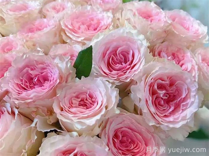 洛神月季，清新脱俗的玫瑰仙子(图1)