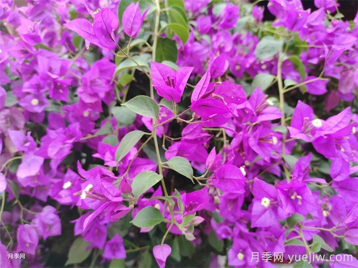 17种常见三角梅系列品种(图1)
