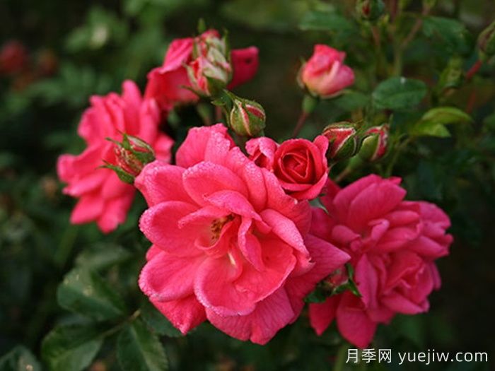 寒地玫瑰介绍和优缺点(图1)