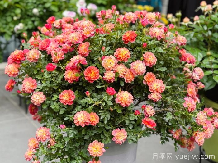 微月躲躲藏藏月季介绍和优缺点(图2)