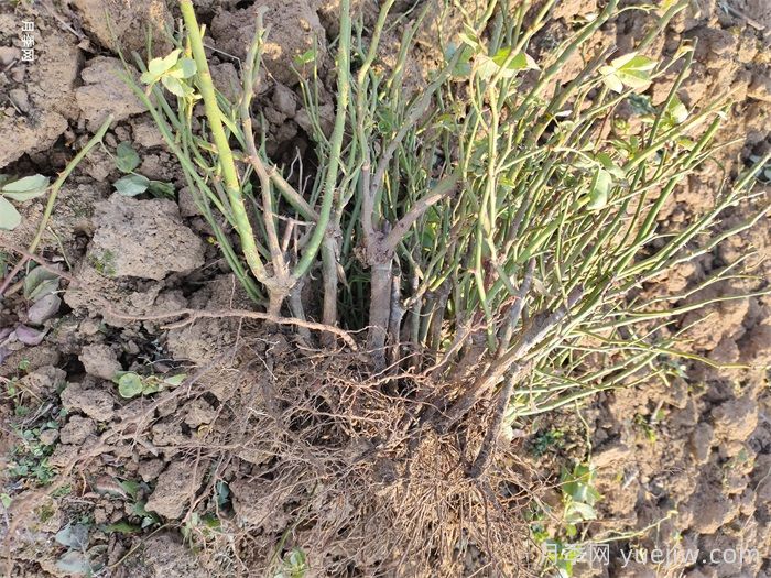 月季根瘤病的产生原因和预防措施(图1)