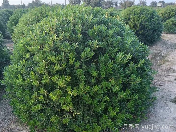 海桐球好养还好看，园林人的省心选手(图1)