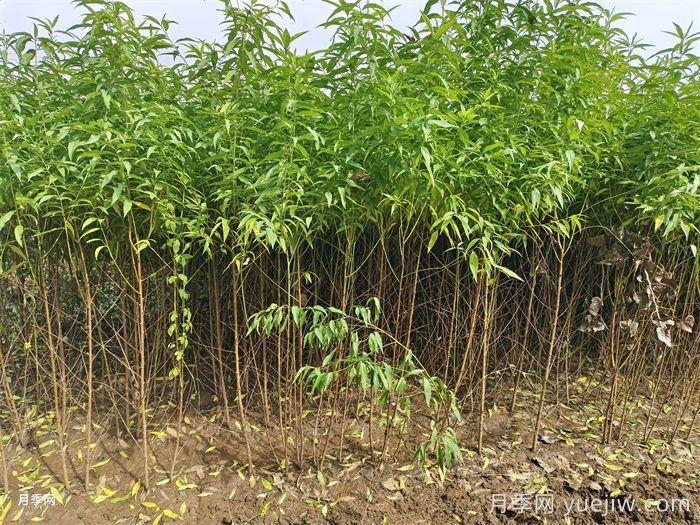 冬季果树苗怎样移栽成活率更高？(图1)