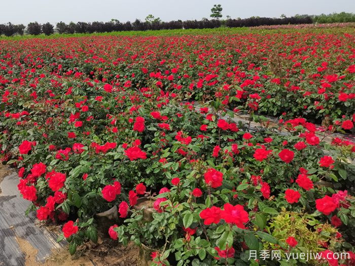 秋季种月季也有门槛,养好月季需要哪些条件?(图3) 秋季种月季也有门槛,养好月季需要哪些条件?(图3)