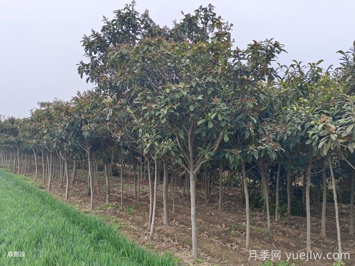 枇杷树如何成为景观实力派选手(图2)