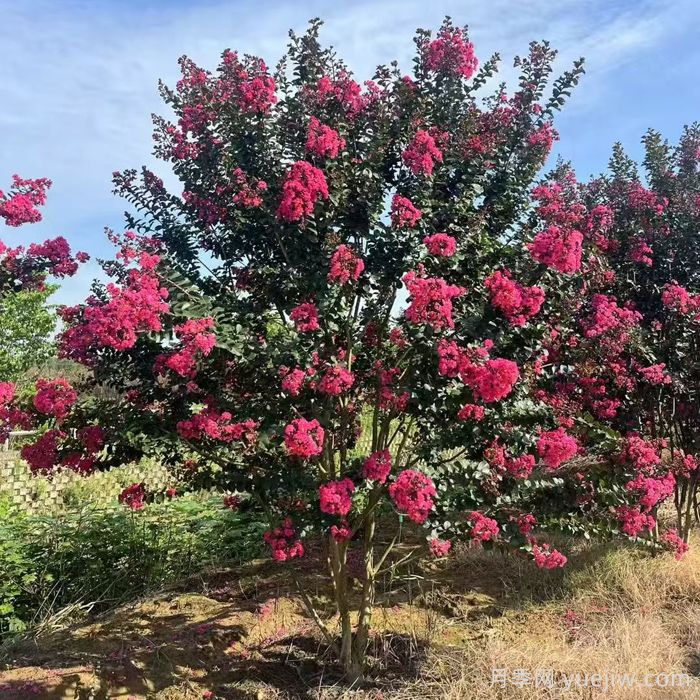 紫薇养护全攻略,开花多又美(图1) 紫薇养护全攻略,开花多又美(图1)