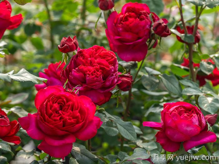 凤凰台月季(图2)