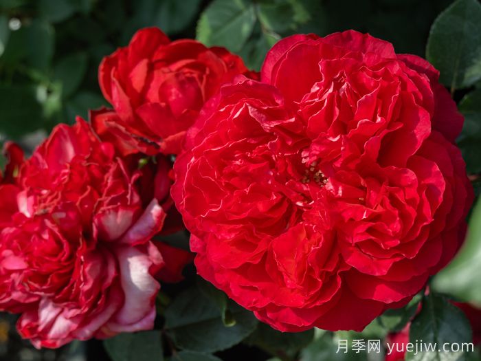 凤凰台月季(图1)