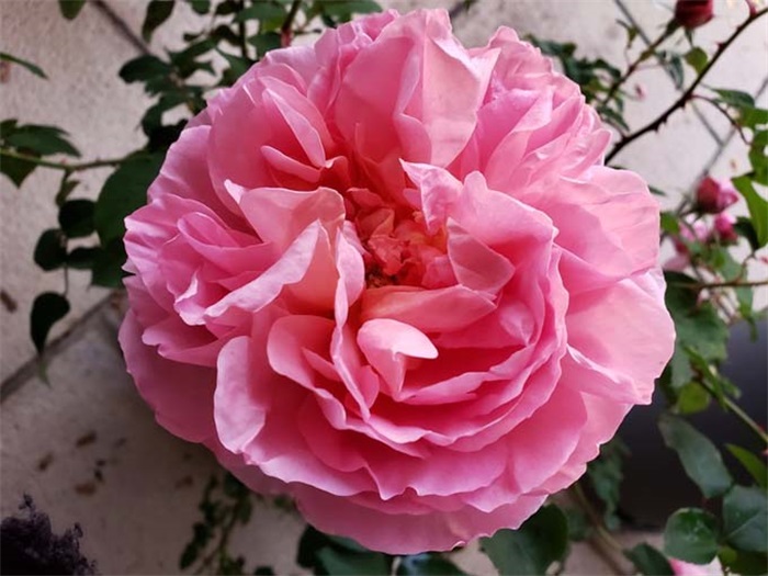 南方二广种藤本月季,有什么好的品种选择?(图2) 南方二广种藤本月季,有什么好的品种选择?(图2)