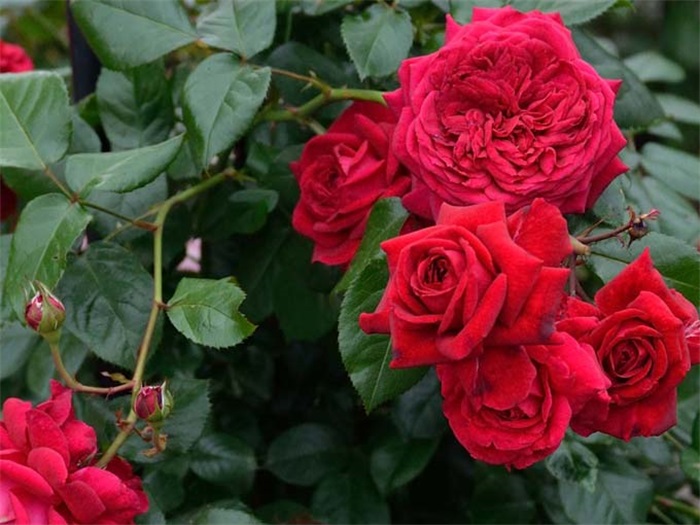 南方二广种藤本月季,有什么好的品种选择?(图1) 南方二广种藤本月季,有什么好的品种选择?(图1)