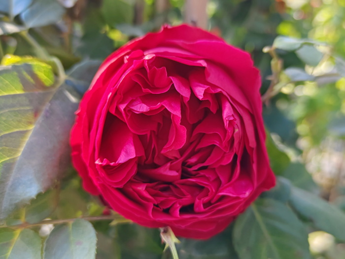 南方二广种藤本月季,有什么好的品种选择?(图3) 南方二广种藤本月季,有什么好的品种选择?(图3)