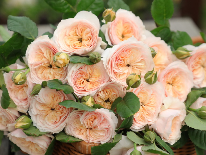 南方二广种藤本月季,有什么好的品种选择?(图4) 南方二广种藤本月季,有什么好的品种选择?(图4)