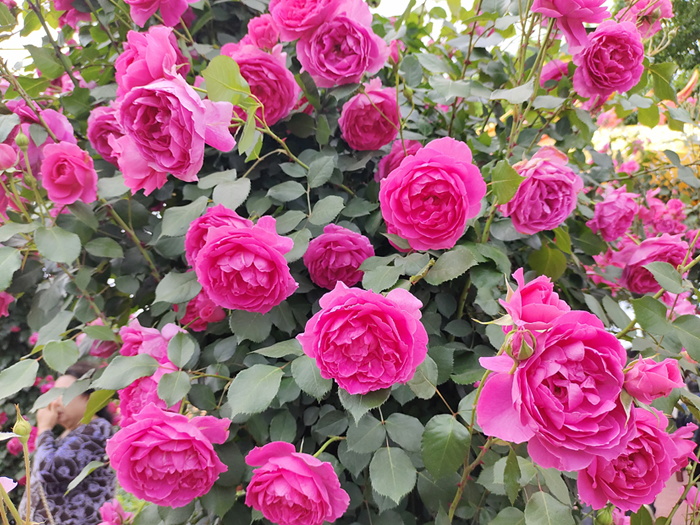 南方二广种藤本月季,有什么好的品种选择?(图5) 南方二广种藤本月季,有什么好的品种选择?(图5)