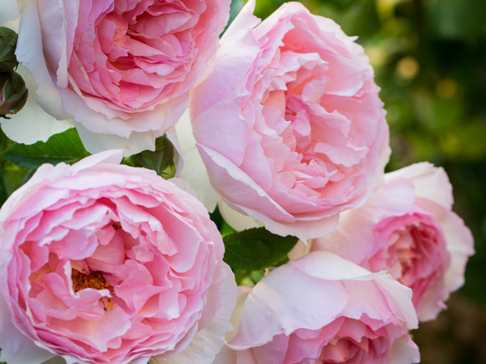 南方二广种藤本月季,有什么好的品种选择?(图6) 南方二广种藤本月季,有什么好的品种选择?(图6)