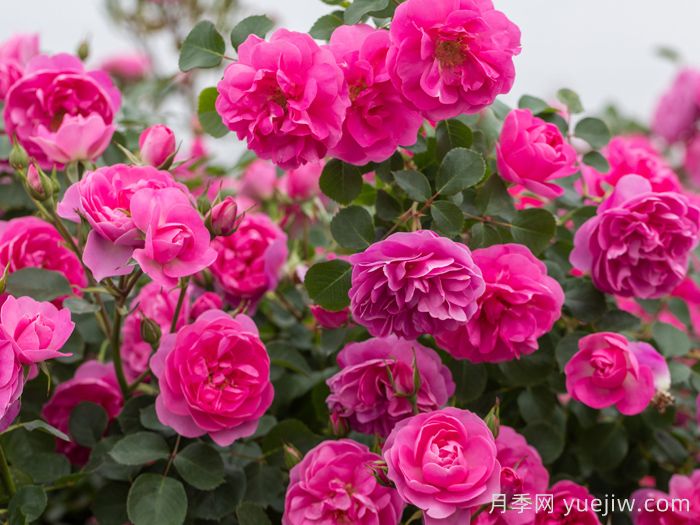 快板月季/欢快乐章/欢乐乐章(图4) 快板月季/欢快乐章/欢乐乐章(图4)