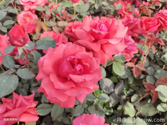 大英县适合种月季吗？月季花盛开在绿化道路(图1)