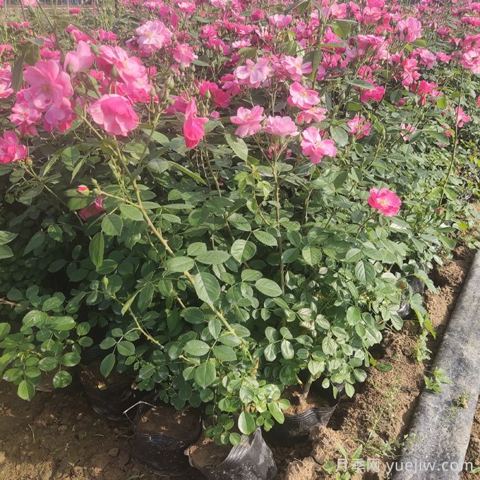 绿化苗木施工及养护标准(图2) 绿化苗木施工及养护标准(图2)