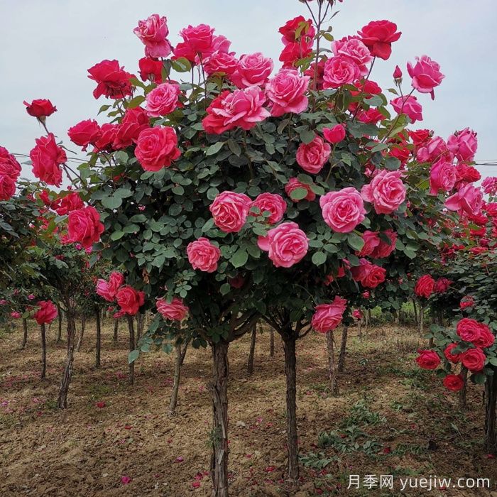 北方城乡道路园林绿化的植物配置和品种应用(图2) 北方城乡道路绿化的植物配置和品种应用(图2)