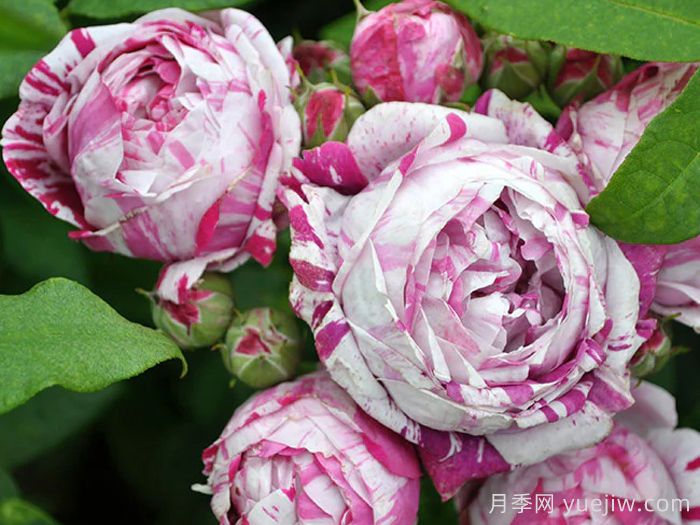 抓破美人脸月季/撕破美人脸/斑纹博洛尼亚(图2) 抓破美人脸月季/撕破美人脸/斑纹博洛尼亚(图2)