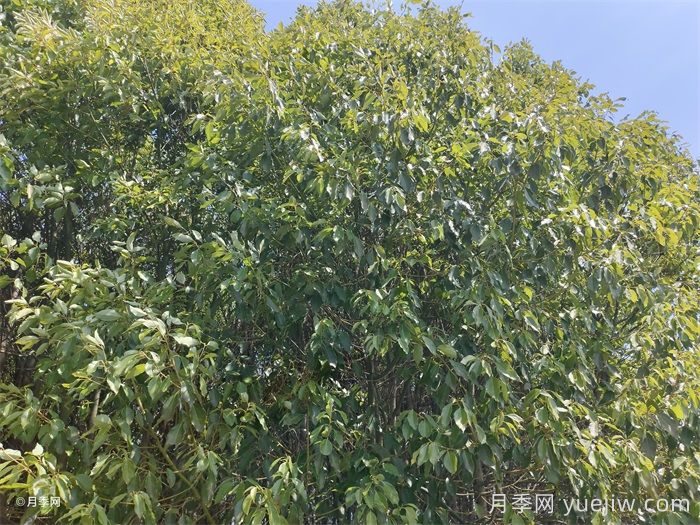 城市里适合种哪些树木？(图1)