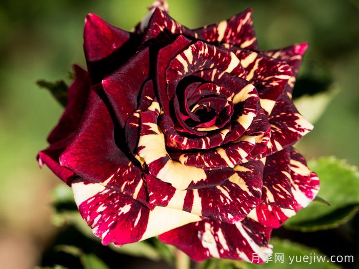 流星雨月季/梦话月季(图1)