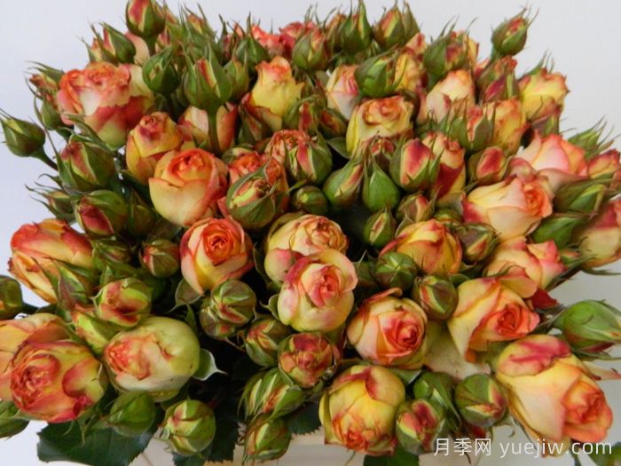 拉丁绒球月季(图4)