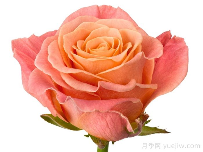 猪猪小姐月季/猪猪女孩(图1)