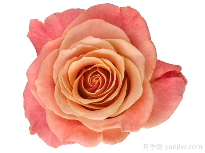 猪猪小姐月季/猪猪女孩(图2)