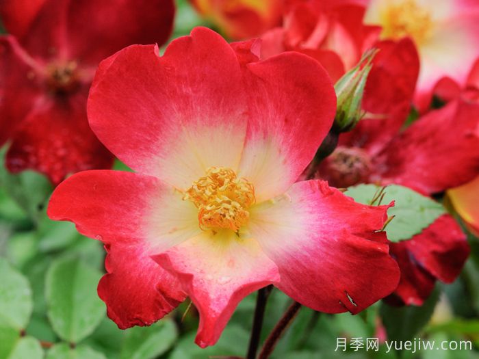 鸡尾酒月季(图1)