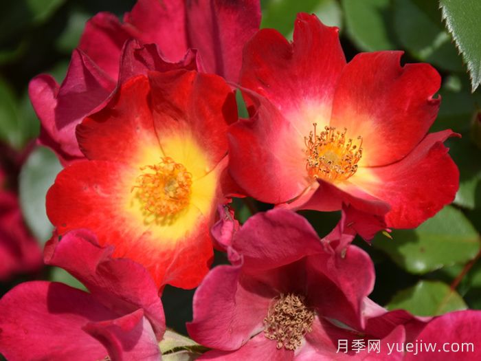 鸡尾酒月季(图3)