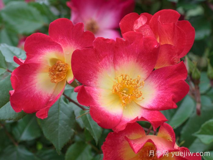 鸡尾酒月季(图2)