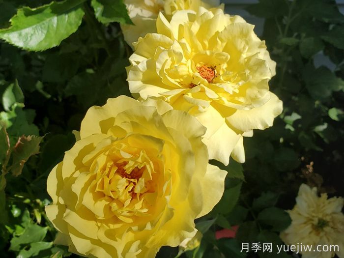 太阳火焰月季(图2) 太阳火焰月季Sun Flare(图2)