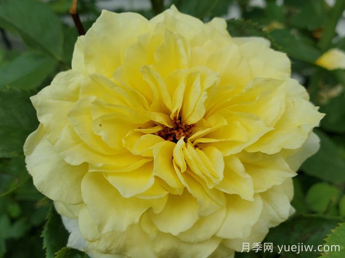 太阳火焰月季(图1) 太阳火焰月季Sun Flare(图1)