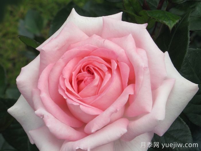 雪莉月季/艾芙鲁杰丽(图1)