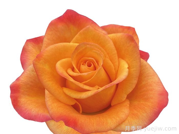 太阳火月季/骄阳/阳光Sunfire(图1)