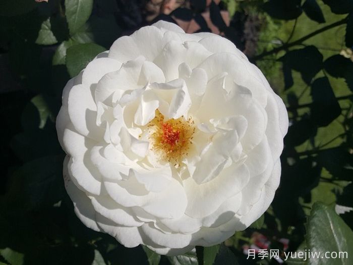 糖月亮月季/糖果月亮(图1)