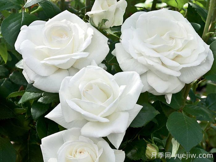 糖月亮月季/糖果月亮(图2)