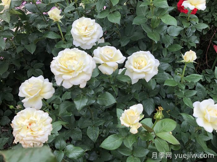 糖月亮月季/糖果月亮(图3)