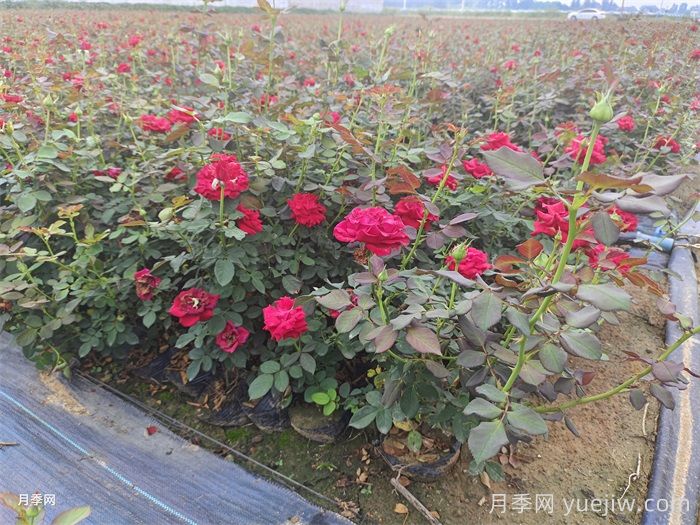 秋冬养护要趁早,秋冬季应对月季苗做哪些工作?(图1) 秋冬养护要趁早,秋冬季应对月季苗做哪些工作?(图1)