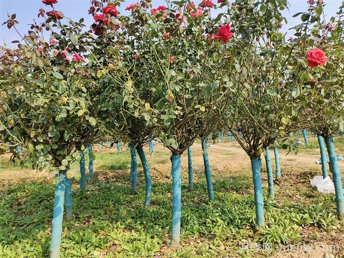 秋季树桩月季移栽成活的关键(图1) 秋季树桩月季移栽成活的关键(图1)