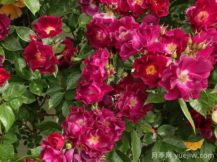 夜猫子月季/夜枭(图2)