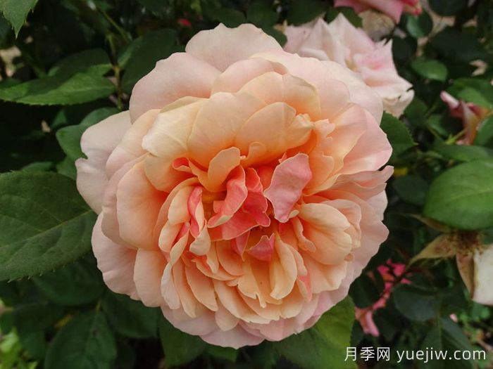 恩典月季/恩典之州(图1)