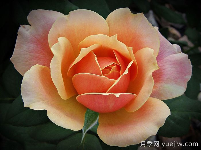 恩典月季/恩典之州(图3)