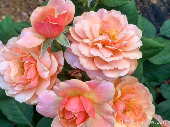 恩典月季/恩典之州(图4)