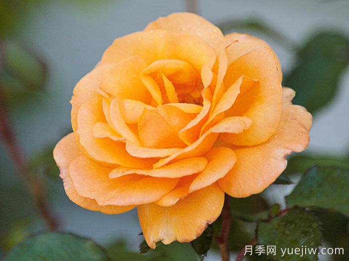 一诺千金月季/好如黄金/黄金美味(图2)