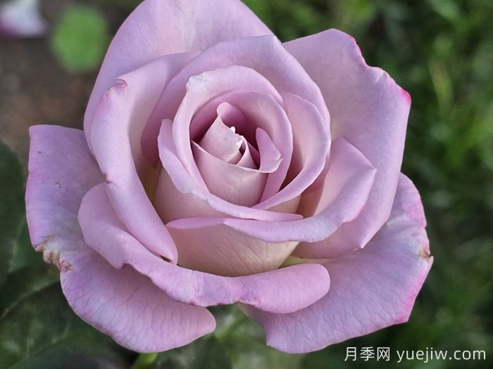 索罗德月季/西尔维拉多(图1)