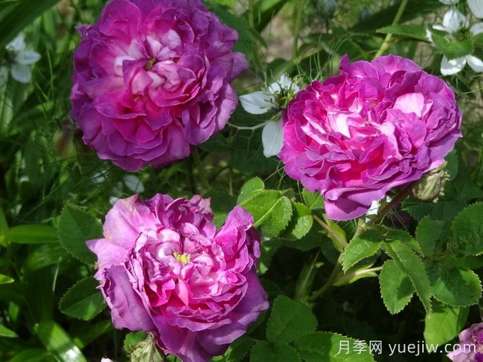 克雷西美人月季/流星/克雷西美女(图5)